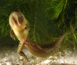 Common Spadefoot Toad (Pelobates fuscus)