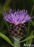 Brown Knapweed (Centaurea jacea)