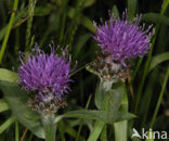 Brown Knapweed (Centaurea jacea)