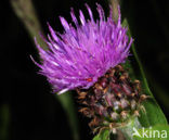 Brown Knapweed (Centaurea jacea)