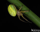 Cucumber spider (Araniella spec.)
