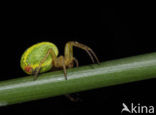 Cucumber spider (Araniella spec.)