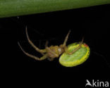 Cucumber spider (Araniella spec.)