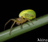 Cucumber spider (Araniella spec.)