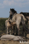 Konik horse  (Equus spp)