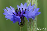 Korenbloem (Centaurea cyanus) 