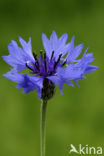 Korenbloem (Centaurea cyanus) 