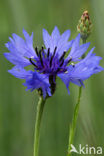 Korenbloem (Centaurea cyanus) 