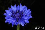 Korenbloem (Centaurea cyanus) 