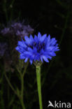 Korenbloem (Centaurea cyanus) 