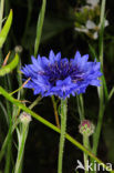 Korenbloem (Centaurea cyanus) 