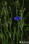 Korenbloem (Centaurea cyanus) 