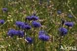 Korenbloem (Centaurea cyanus) 