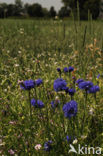 Korenbloem (Centaurea cyanus) 