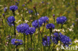 Korenbloem (Centaurea cyanus) 