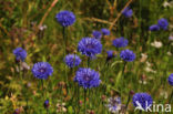 Korenbloem (Centaurea cyanus) 