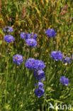 Korenbloem (Centaurea cyanus) 