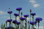 Korenbloem (Centaurea cyanus) 