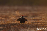 Black Grouse (Tetrao tetrix)