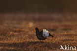 Black Grouse (Tetrao tetrix)