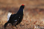 Black Grouse (Tetrao tetrix)