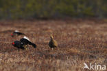 Black Grouse (Tetrao tetrix)