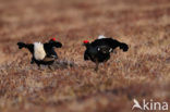 Black Grouse (Tetrao tetrix)