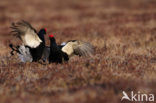 Black Grouse (Tetrao tetrix)