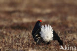 Black Grouse (Tetrao tetrix)