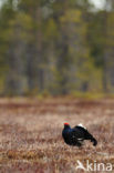 Black Grouse (Tetrao tetrix)