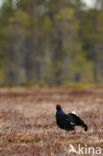 Black Grouse (Tetrao tetrix)