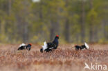 Black Grouse (Tetrao tetrix)
