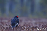 Black Grouse (Tetrao tetrix)