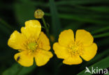 Kruipende boterbloem (Ranunculus repens)