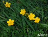 Kruipende boterbloem (Ranunculus repens)