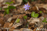 Liverwort (Anemone hepatica)