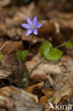 Liverwort (Anemone hepatica)