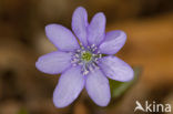 Liverwort (Anemone hepatica)