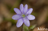 Liverwort (Anemone hepatica)