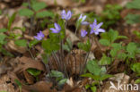 Liverwort (Anemone hepatica)