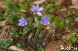 Liverwort (Anemone hepatica)