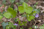 Round-lobed Hepatica (Hepatica nobilis)