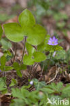 Leverbloempje (Hepatica nobilis)