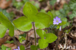 Round-lobed Hepatica (Hepatica nobilis)