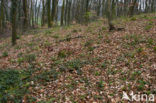 Round-lobed Hepatica (Hepatica nobilis)