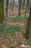 Round-lobed Hepatica (Hepatica nobilis)