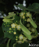 Lime (Tilia)