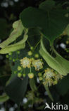 Lime (Tilia)