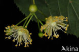 Lime (Tilia)