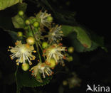 Linde (Tilia)